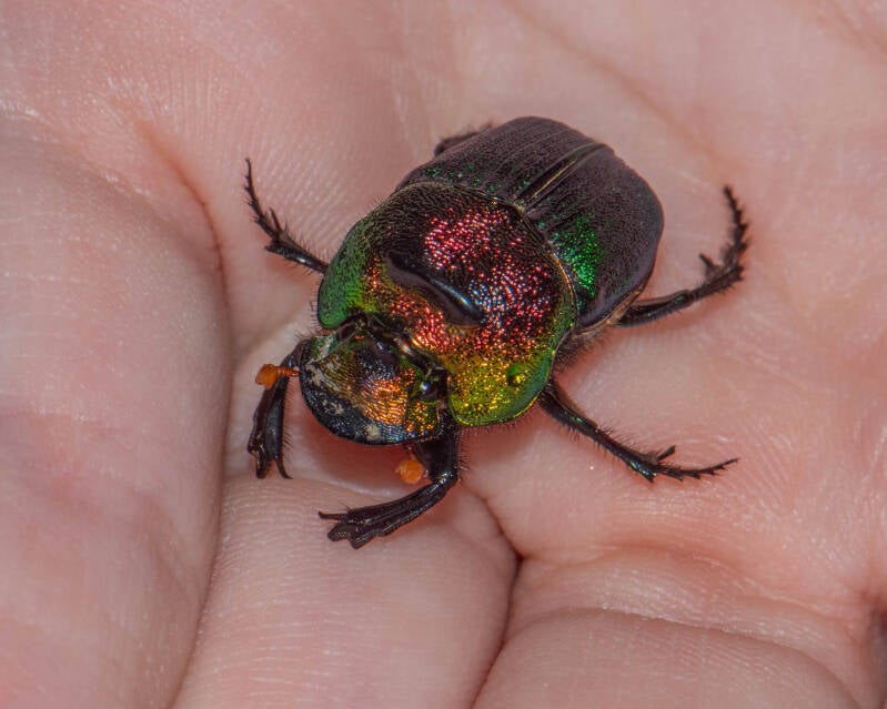 Rainbow Scarab (1)