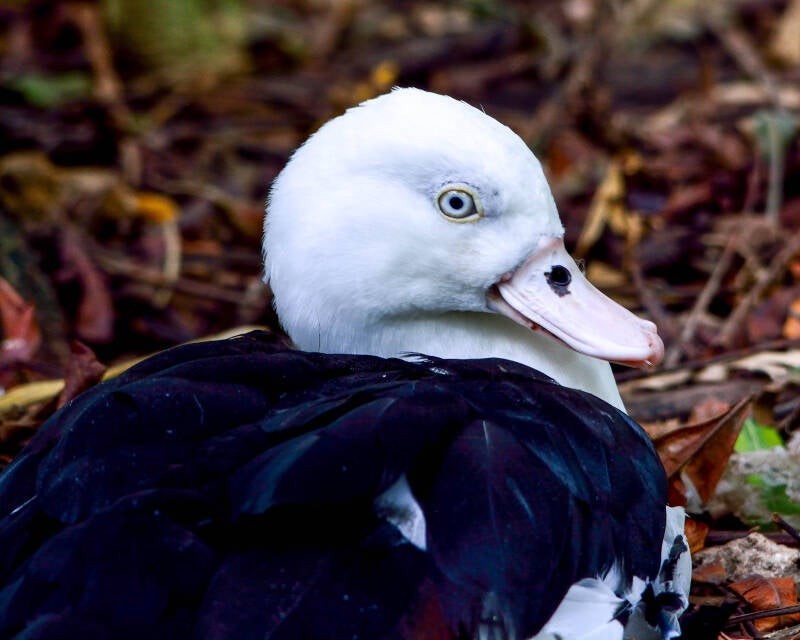 Raja Shelduck (1)