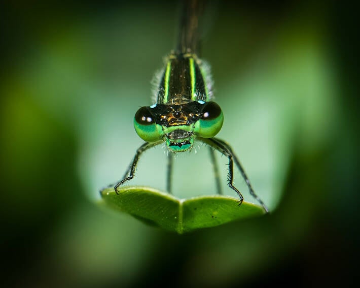 Rambur's Forktail (4)