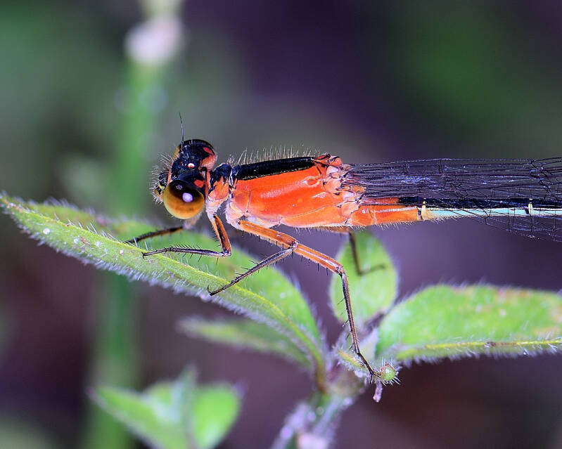 Rambur's Forktail (6)