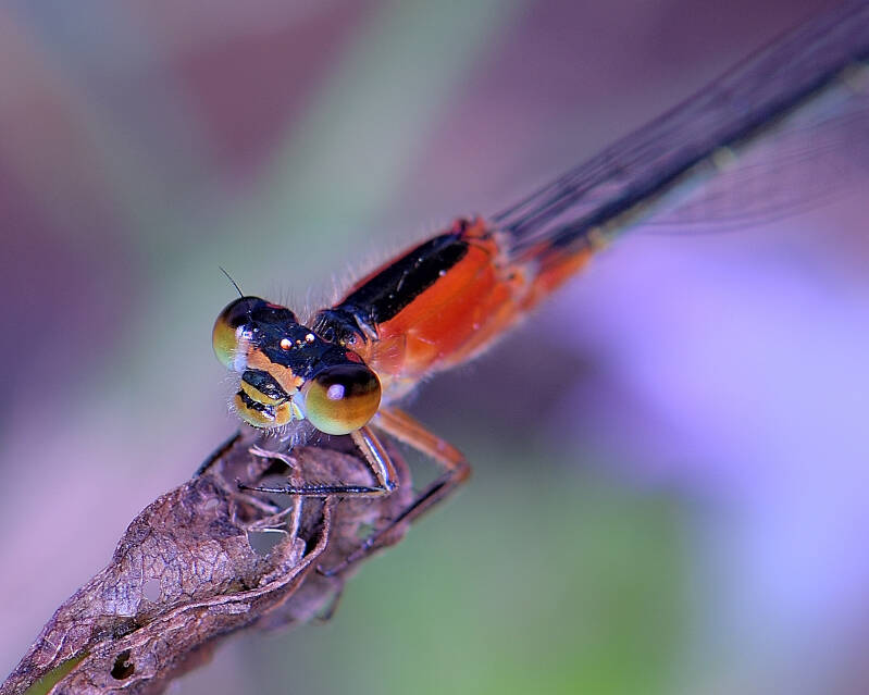 Rambur's Forktail (5)