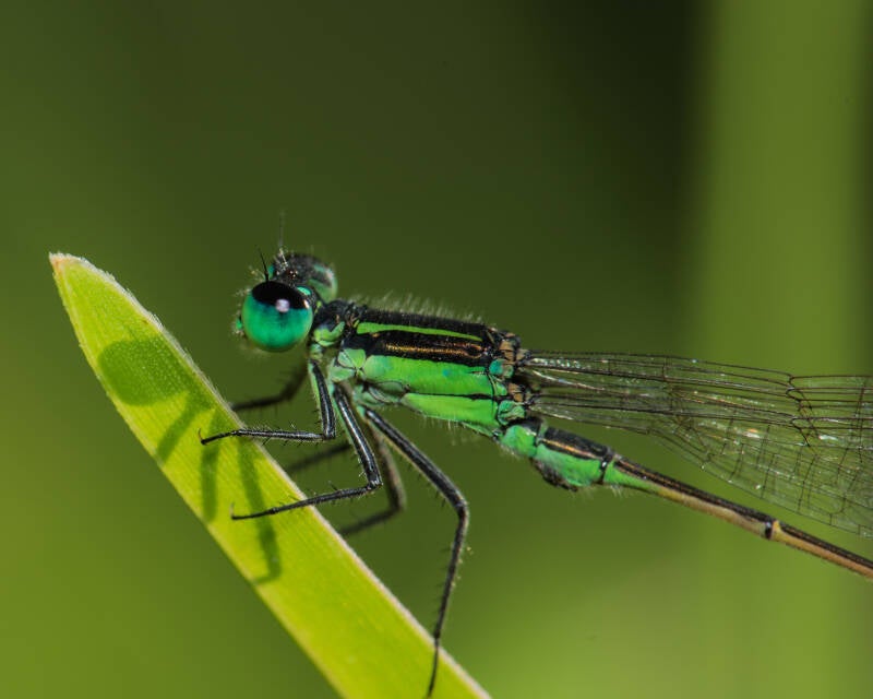 Rambur's Forktail (7)