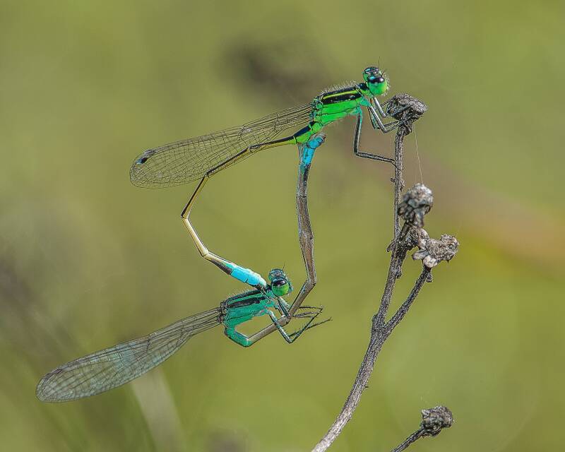 Rambur's Forktail (1)