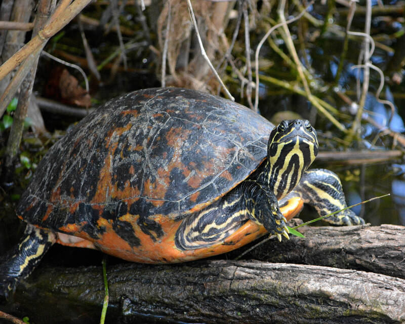 Red-Bellied Cooter (1)