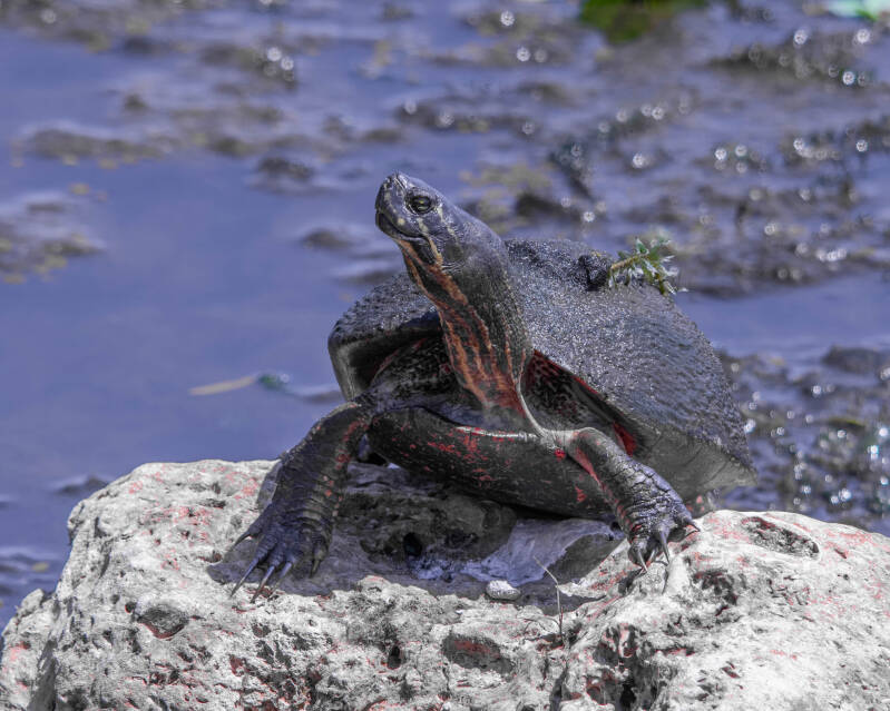 Red-Bellied Cooter (3)