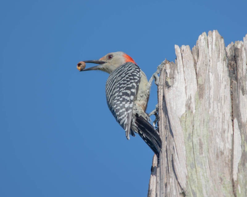 Red-Bellied Woodpecker (4)