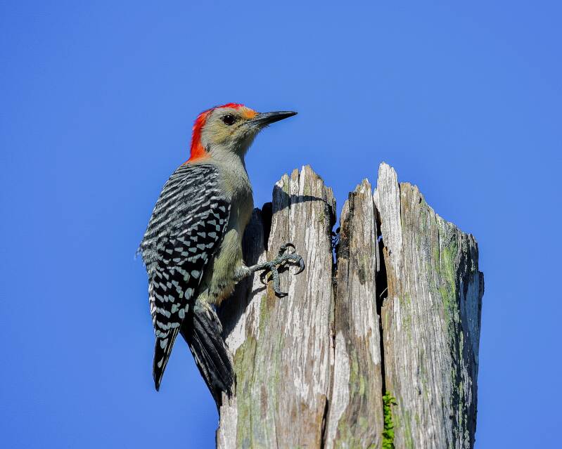 Red-Bellied Woodpecker (1)
