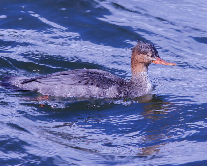 Red-Breasted Merganser (1) 