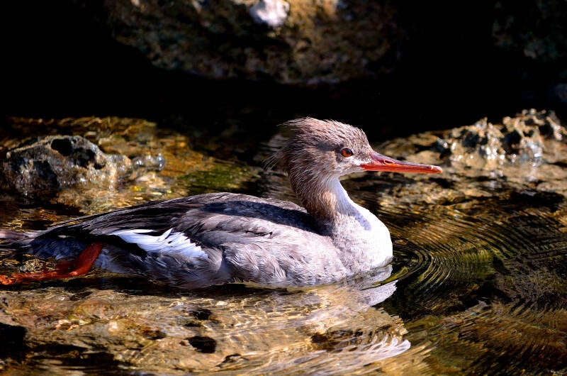 Red-Breasted Merganser (3)