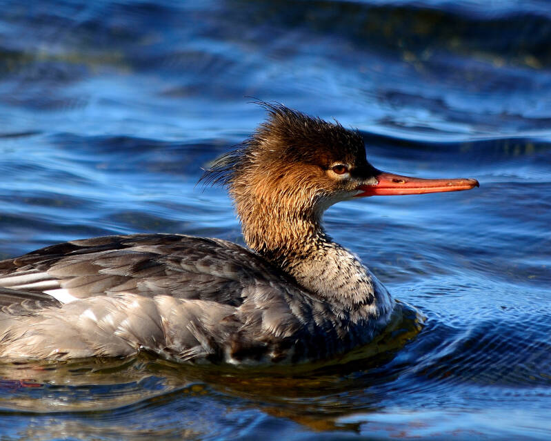 Red-Breasted Merganser (2)