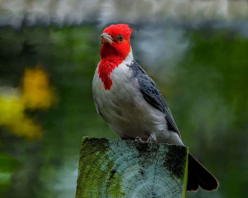 Red-Crested Cardinal (1)