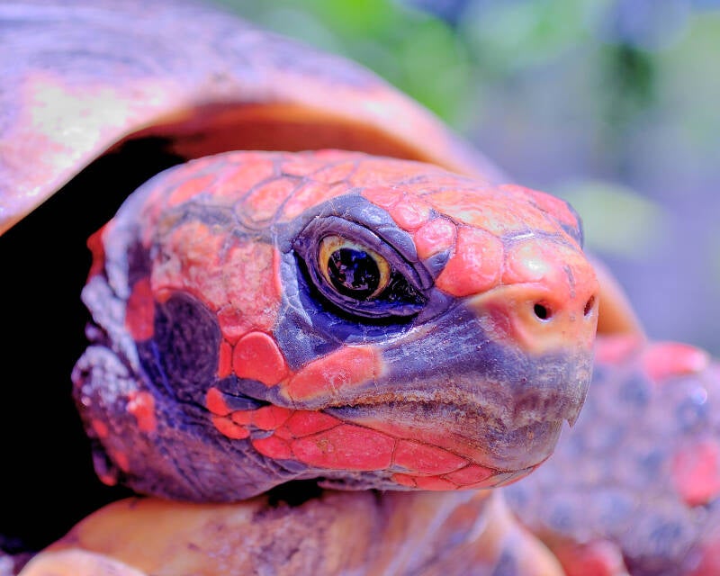 Red-Footed Tortoise (2)