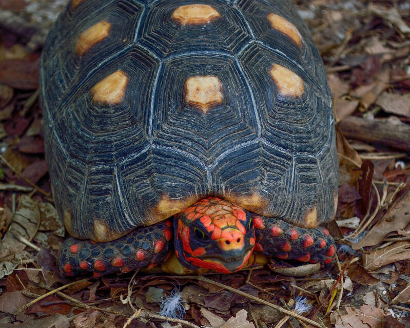 Red-Footed Tortoise (1)