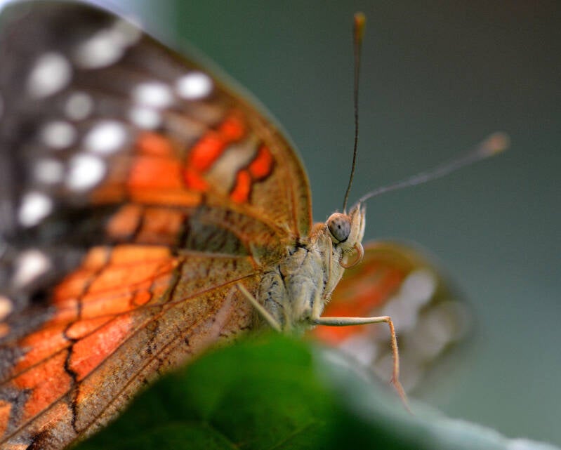 Common Red Lacewing (3)
