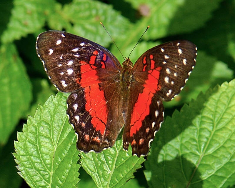 Common Red Lacewing (1)