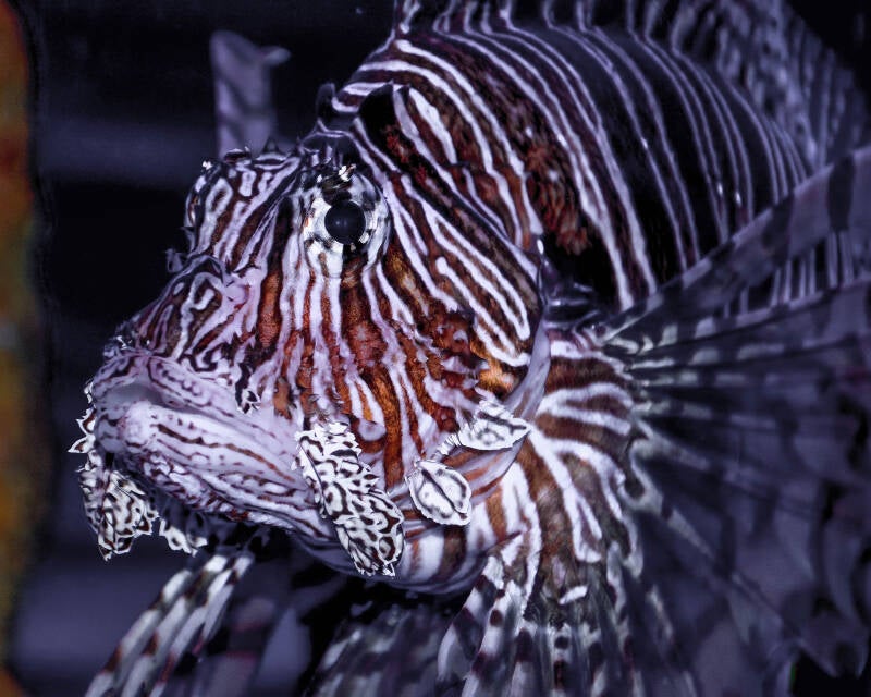 Red Lionfish (1)