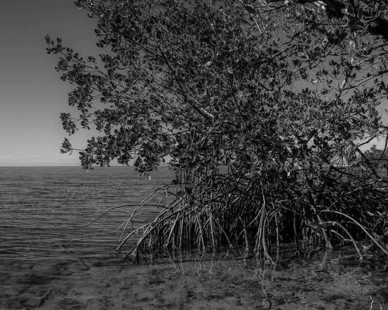Red Mangrove (1)