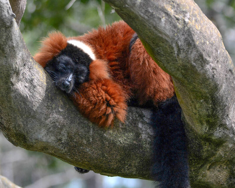 Red-Ruffed Lemur (1)