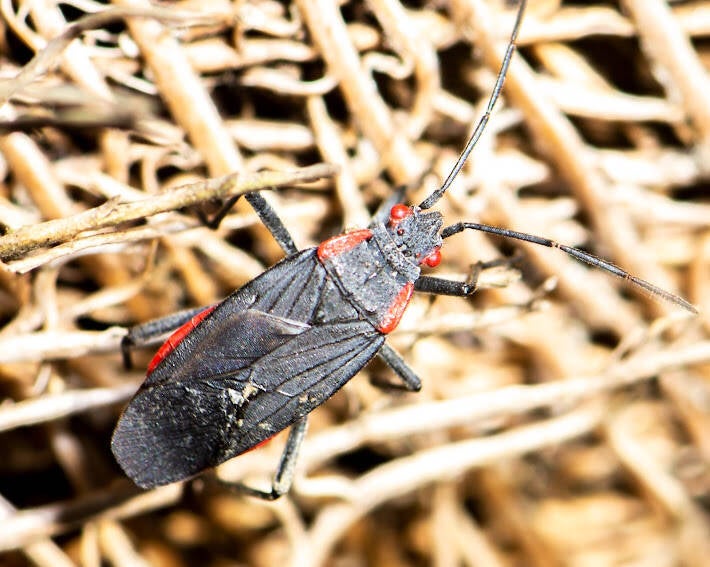 Red-Shouldered Bug (2)