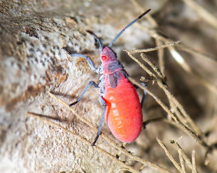 Red-Shouldered Bug (1)