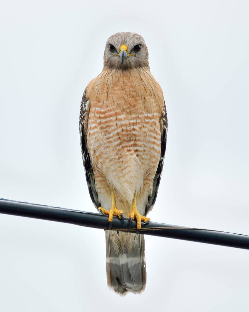 Red-Shouldered Hawk (3)