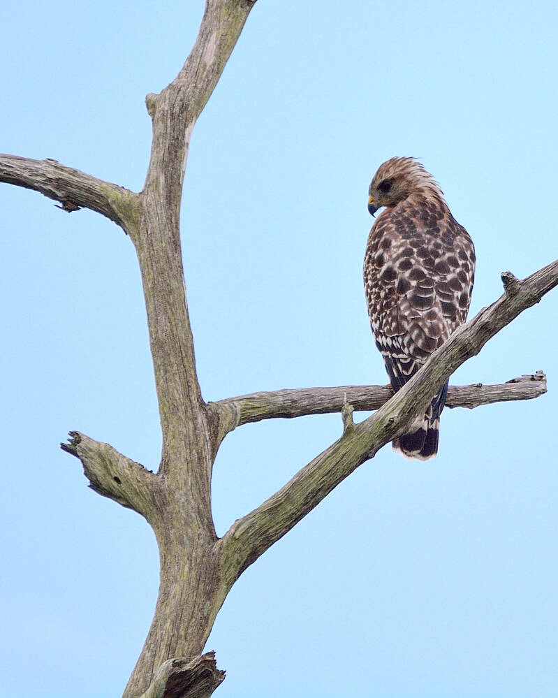 Red-Shouldered Hawk (4)