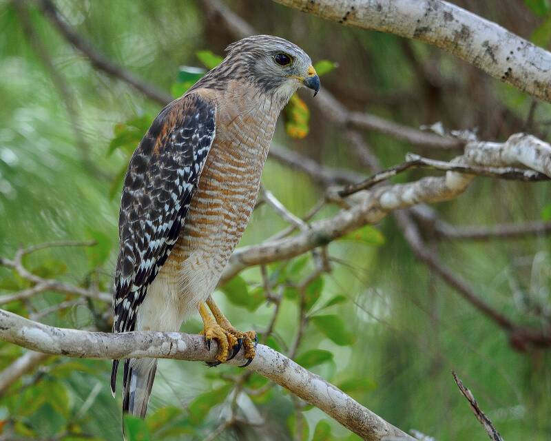 Red-Shouldered Hawk (1)