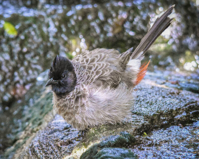 Red-Vented Bulbul (1)