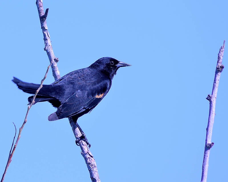 Red-Winged Blackbird (2)