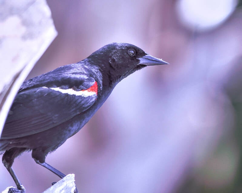 Red-Winged Blackbird (3)