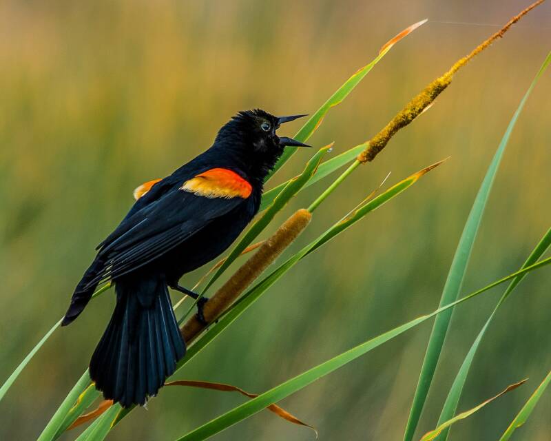Red-Winged Blackbird (1)