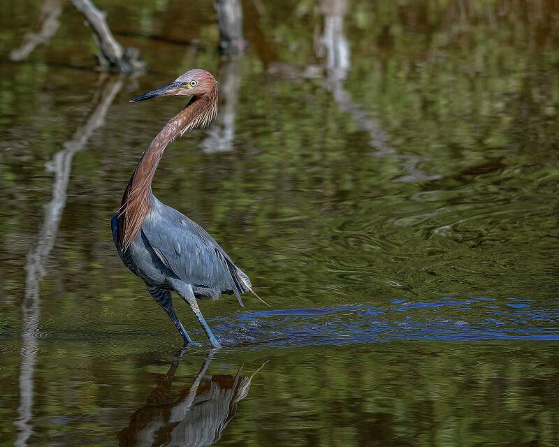 Reddish Egret (2)