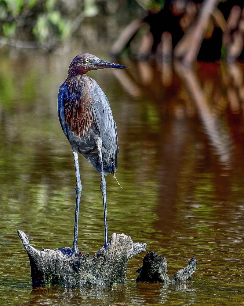 Reddish Egret (1)