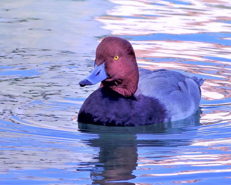 Redhead Duck (1)