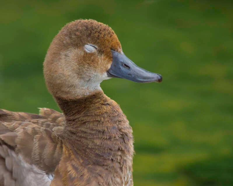 Redhead Duck (2)