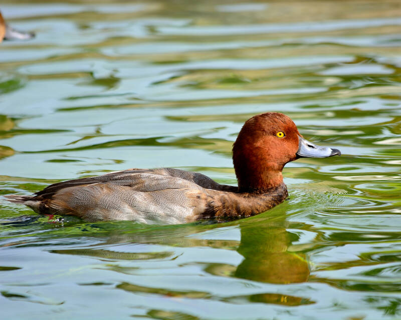 Redhead Duck (1)