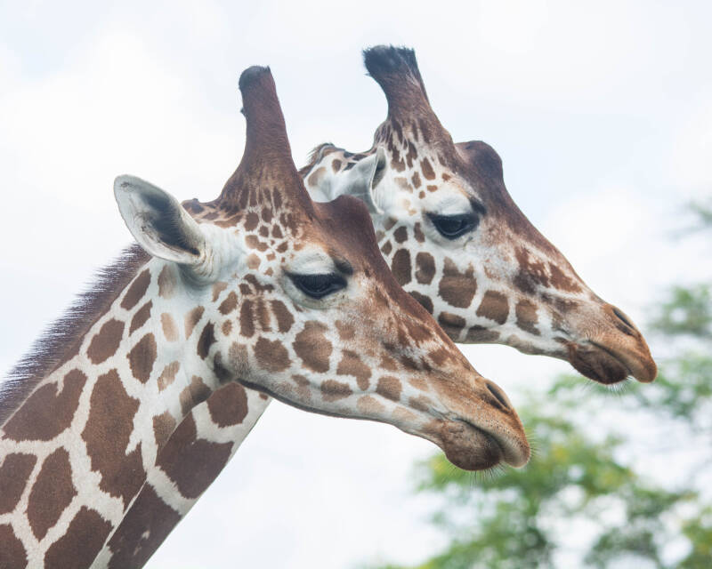 Reticulated Giraffe (3)