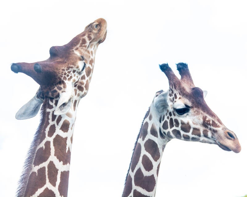 Reticulated Giraffe (4)