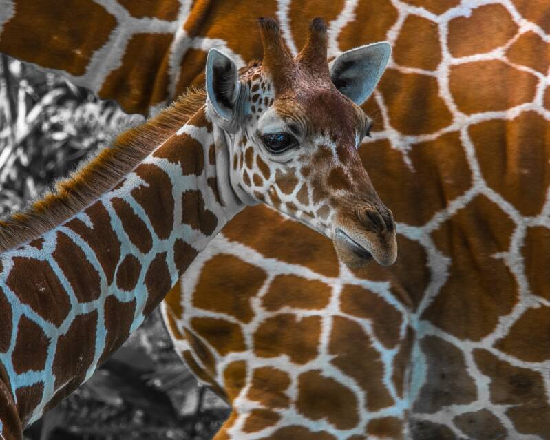 Reticulated Giraffe (2)