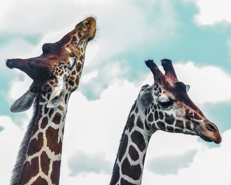 Reticulated Giraffe (1)