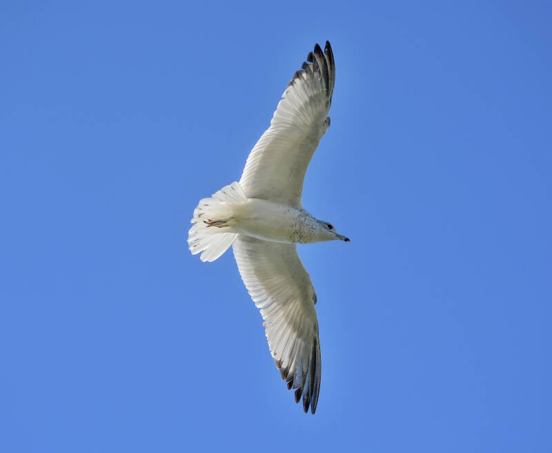 Ring-Billed Gull (2)