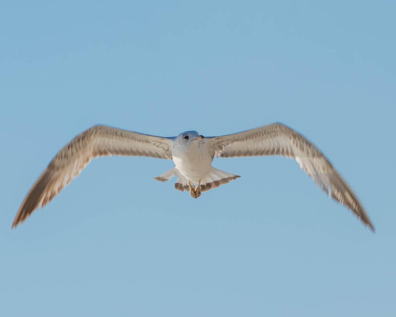 Ring-Billed Gull (3)