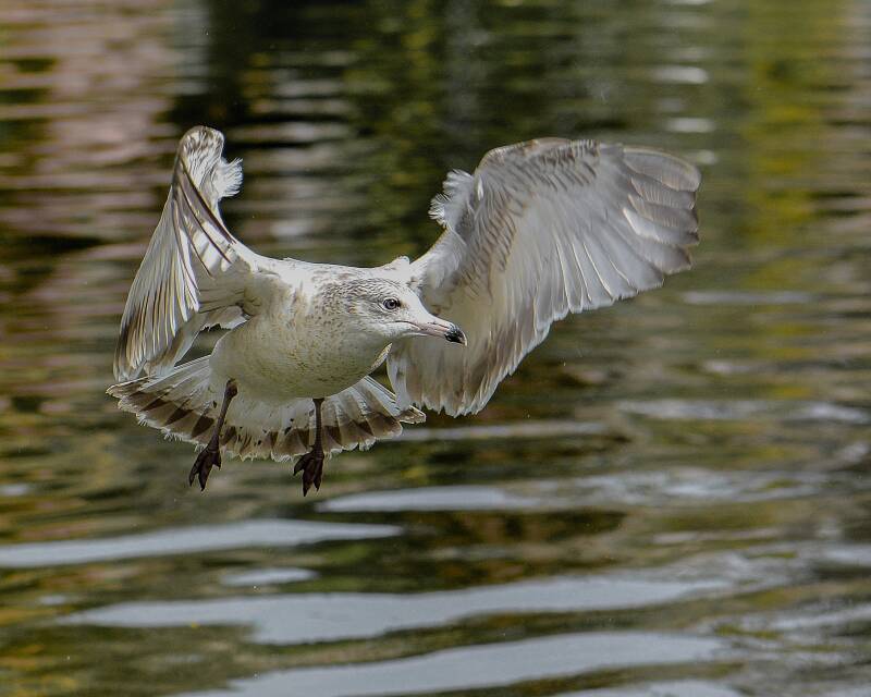 Ring-Billed Gull (1)