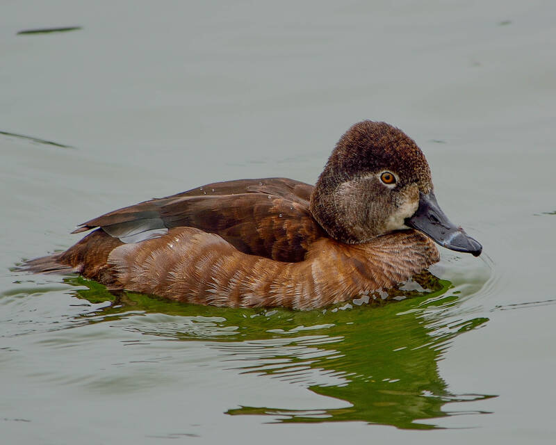 Ring-Necked Duck (1)