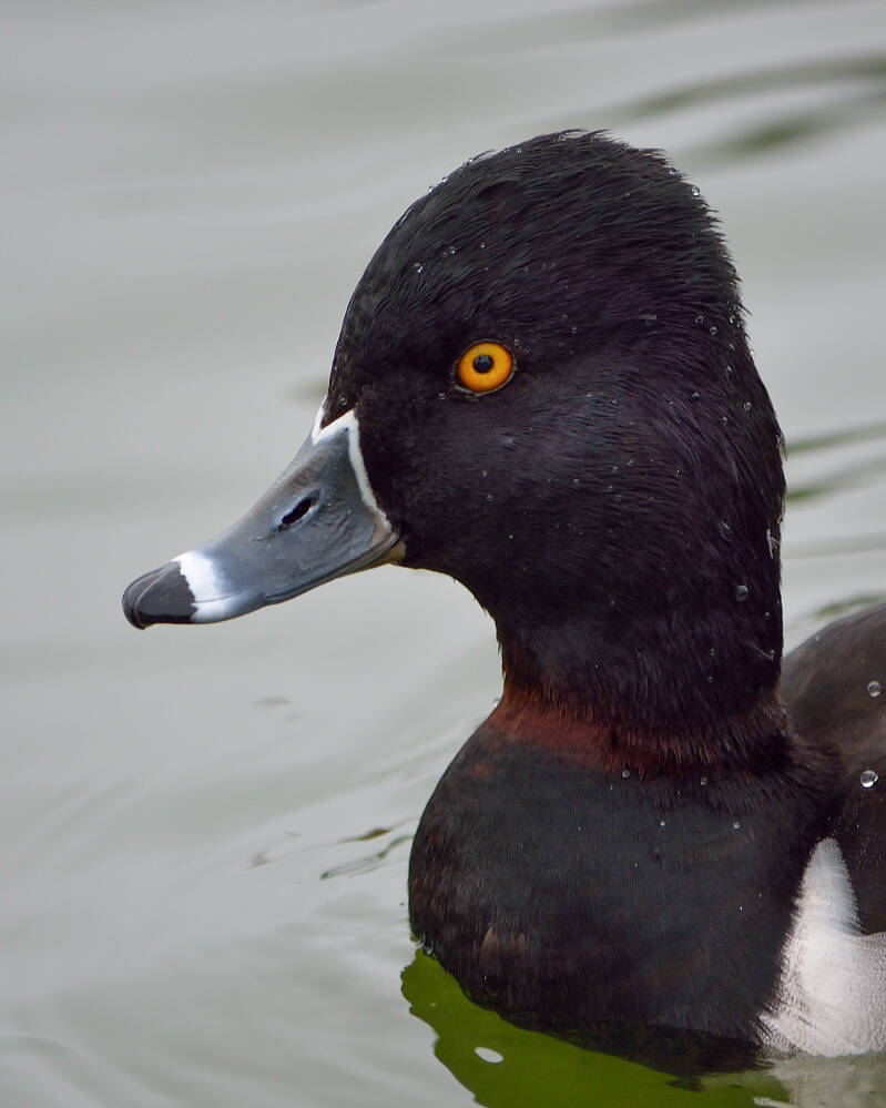 Ring-Necked Duck (2)