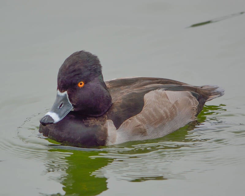 Ring-Necked Duck (3)
