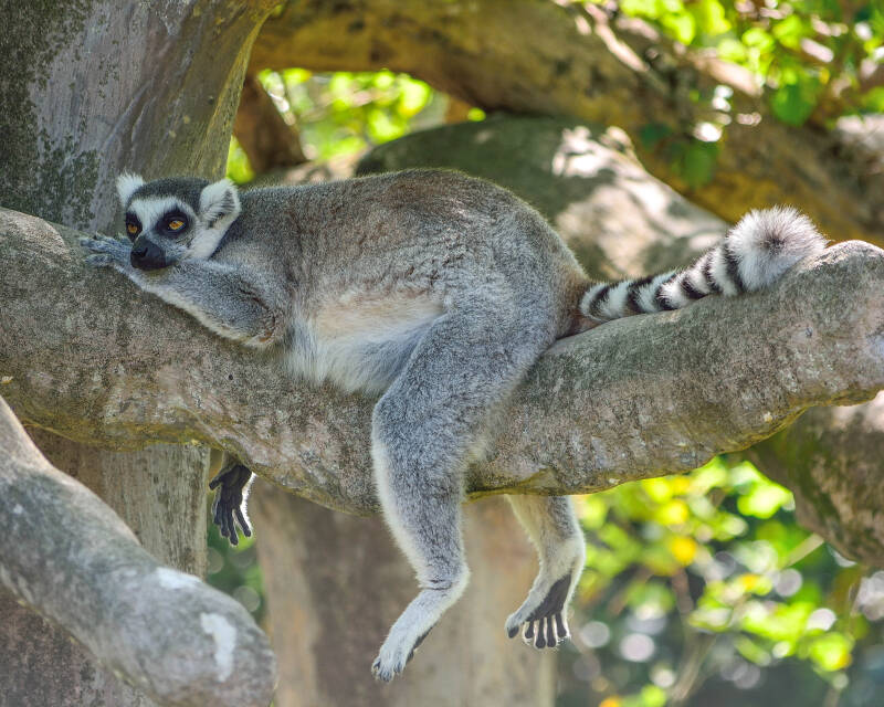 Ring-Tailed Lemur (1)