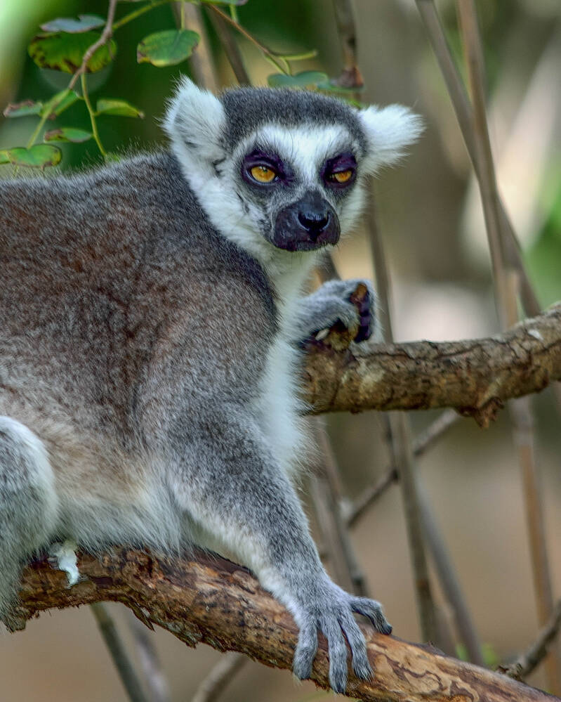 Ring-Tailed Lemur (2)
