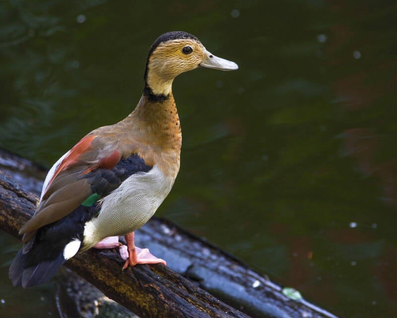 Ringed Teal (1)
