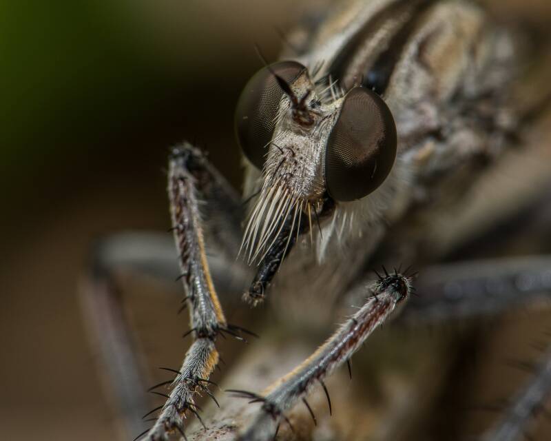 Triorla Robber Fly (2)